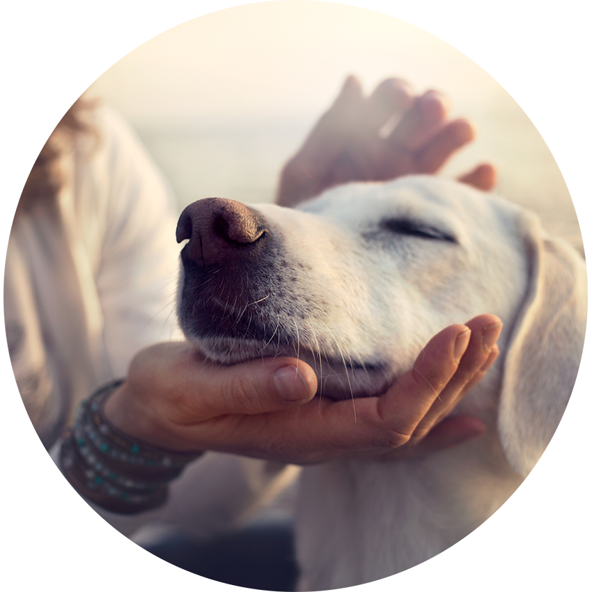 Dogo-streicheln-Blog-Fitnesstrends-2023_cutQ2FTUVZErgoyz